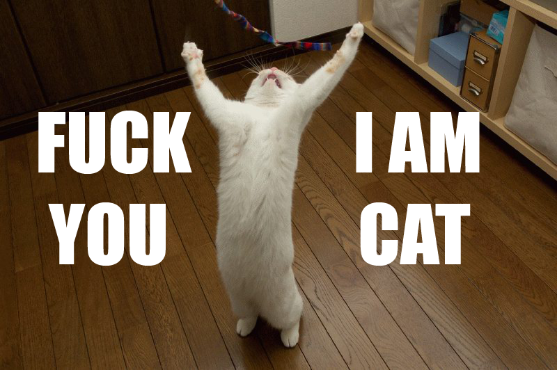 iamcat.jpg